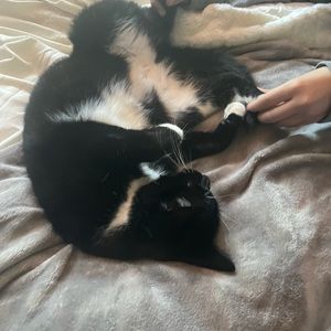 Meet your Posher, Lacey